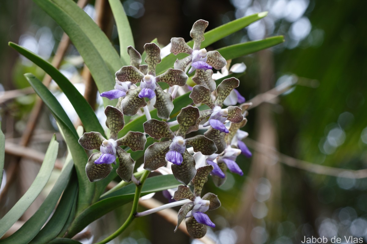 Vanda tessellata (Roxb.) Hook. ex G.Don